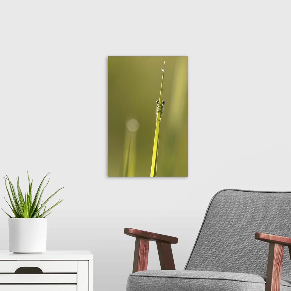 A modern room featuring A small insect on a blade of grass, mostly hidden except for its eyes.