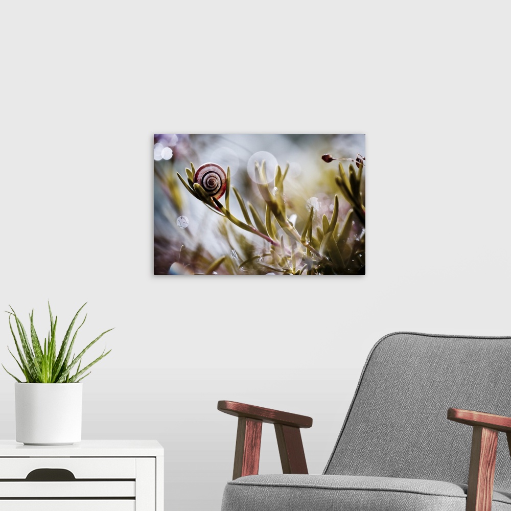 A modern room featuring A snail shell balancing on a leafy plant, with bokeh lights around it.