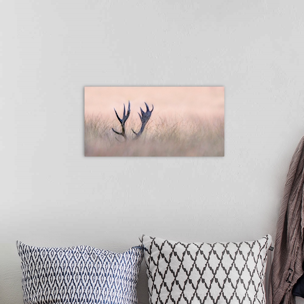 A bohemian room featuring A beautiful fine art photograph of mature deer antlers peeking out from above tall grasses under ...