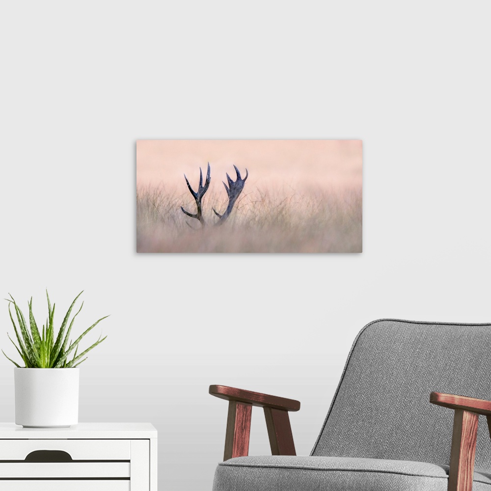 A modern room featuring A beautiful fine art photograph of mature deer antlers peeking out from above tall grasses under ...