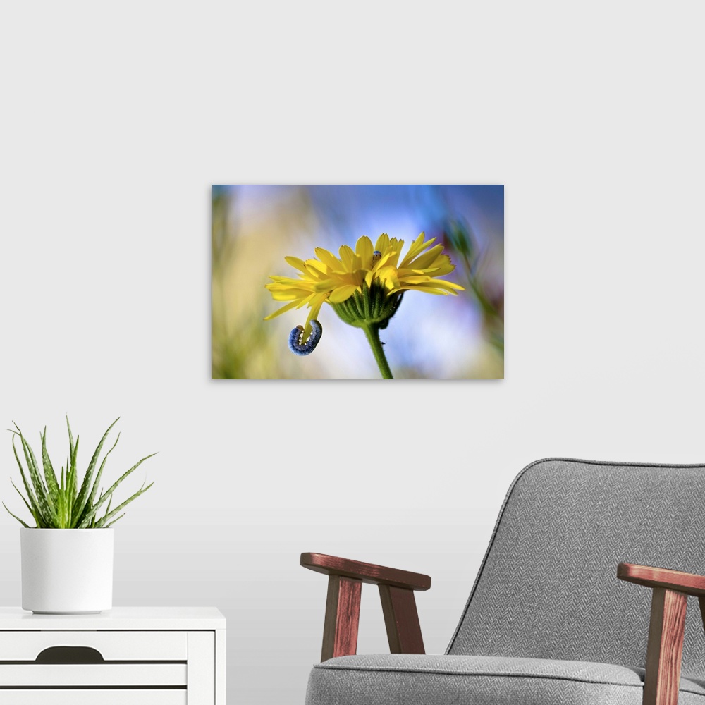 A modern room featuring A caterpillar hanging onto the petal of a flower, with another hiding inside it.