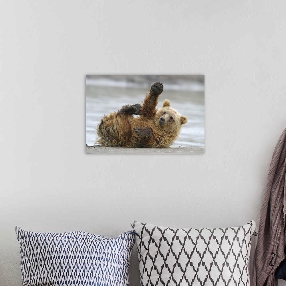 A bohemian room featuring Adorable brown bear rolling around on the beach, with one paw raised in the air.