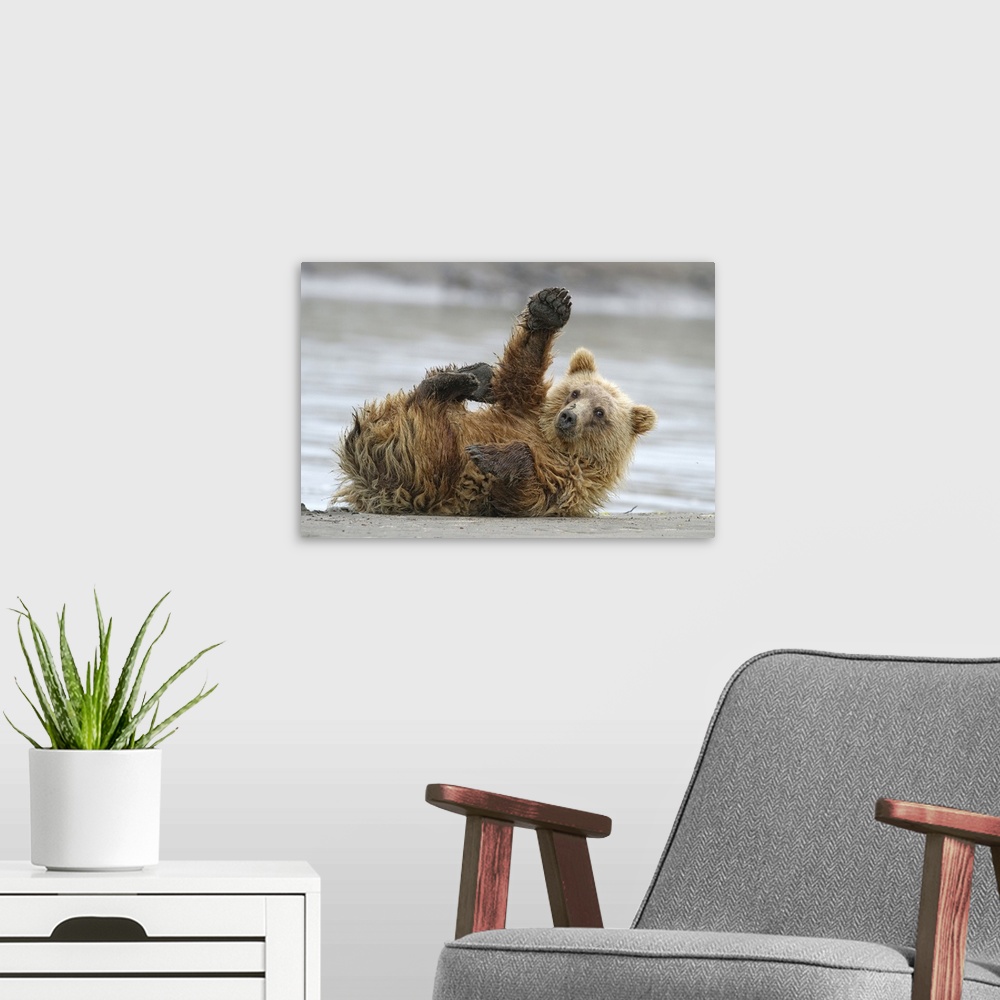 A modern room featuring Adorable brown bear rolling around on the beach, with one paw raised in the air.