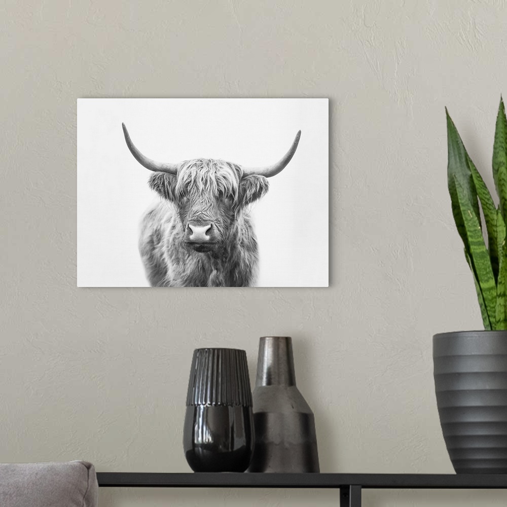 A modern room featuring Highland Bull