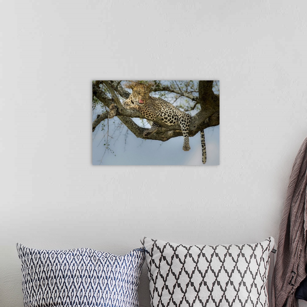 A bohemian room featuring Photograph of a leopard laying in a tree licking its lips.