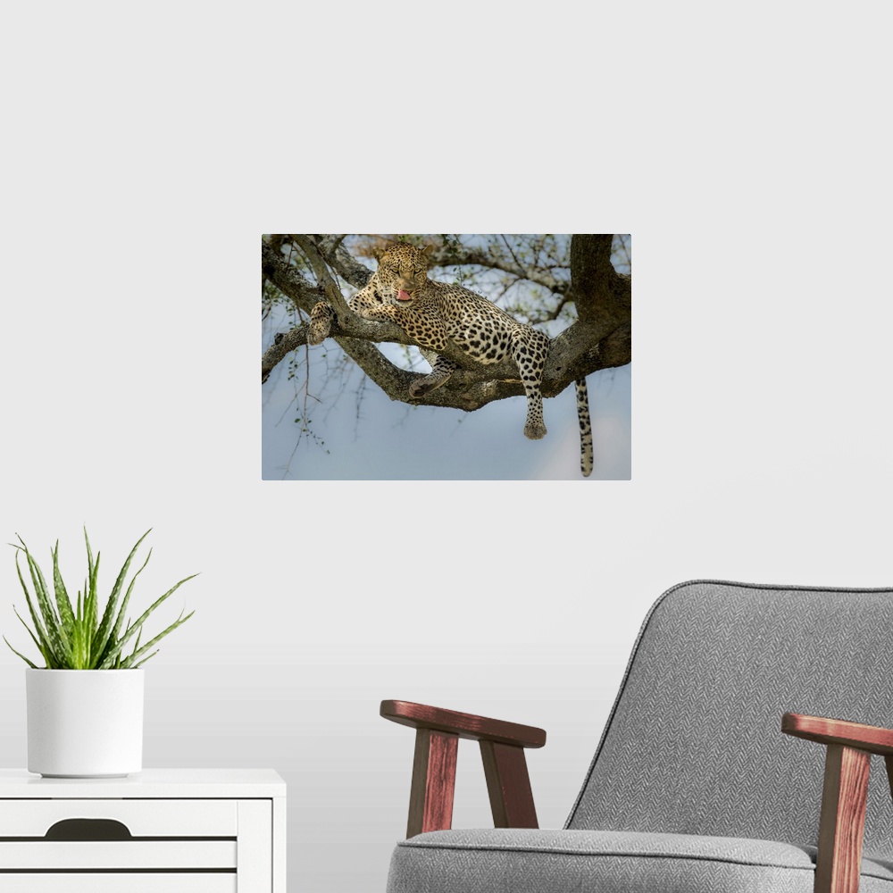 A modern room featuring Photograph of a leopard laying in a tree licking its lips.