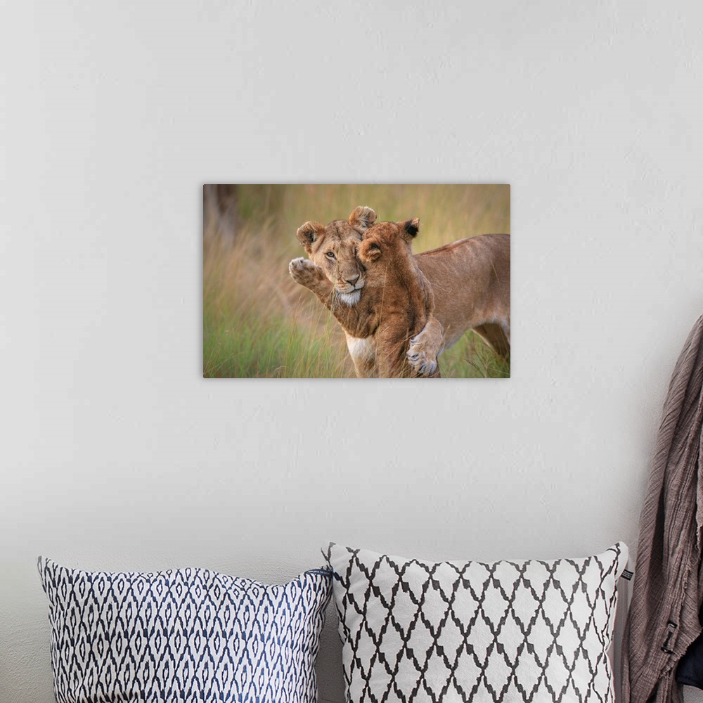 A bohemian room featuring A loving photograph of a lion cub and mother embracing in a playful hug.