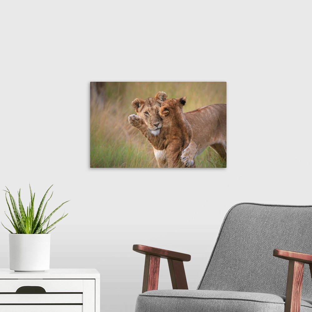 A modern room featuring A loving photograph of a lion cub and mother embracing in a playful hug.