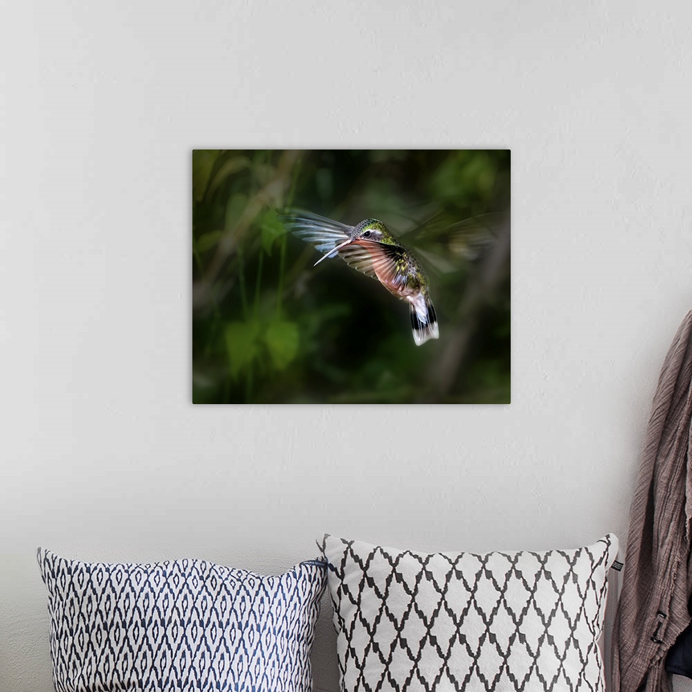 A bohemian room featuring A hummingbird hovering in the air, wings beating super fast.
