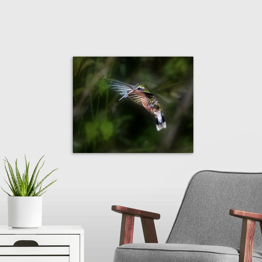 A modern room featuring A hummingbird hovering in the air, wings beating super fast.