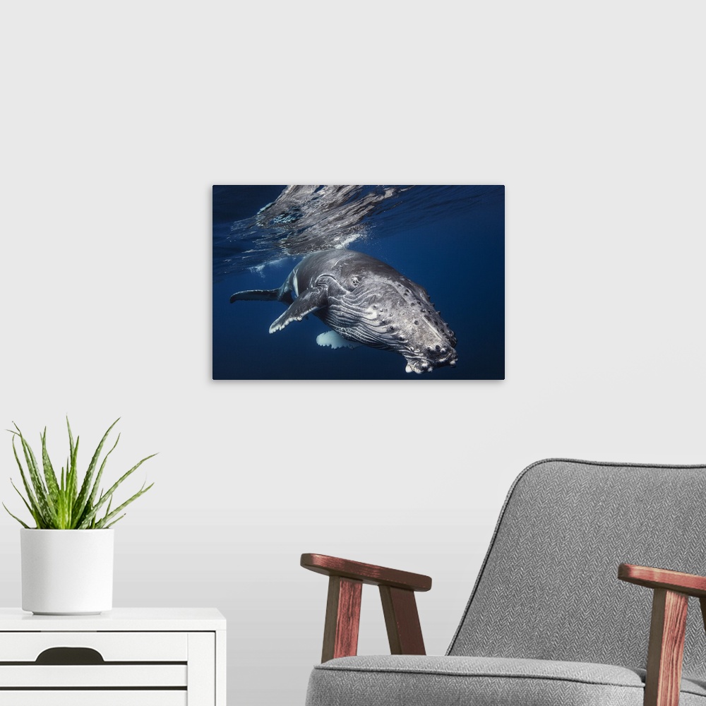 A modern room featuring Close-up photograph of a humpback whale swimming around Reunion Island, France.