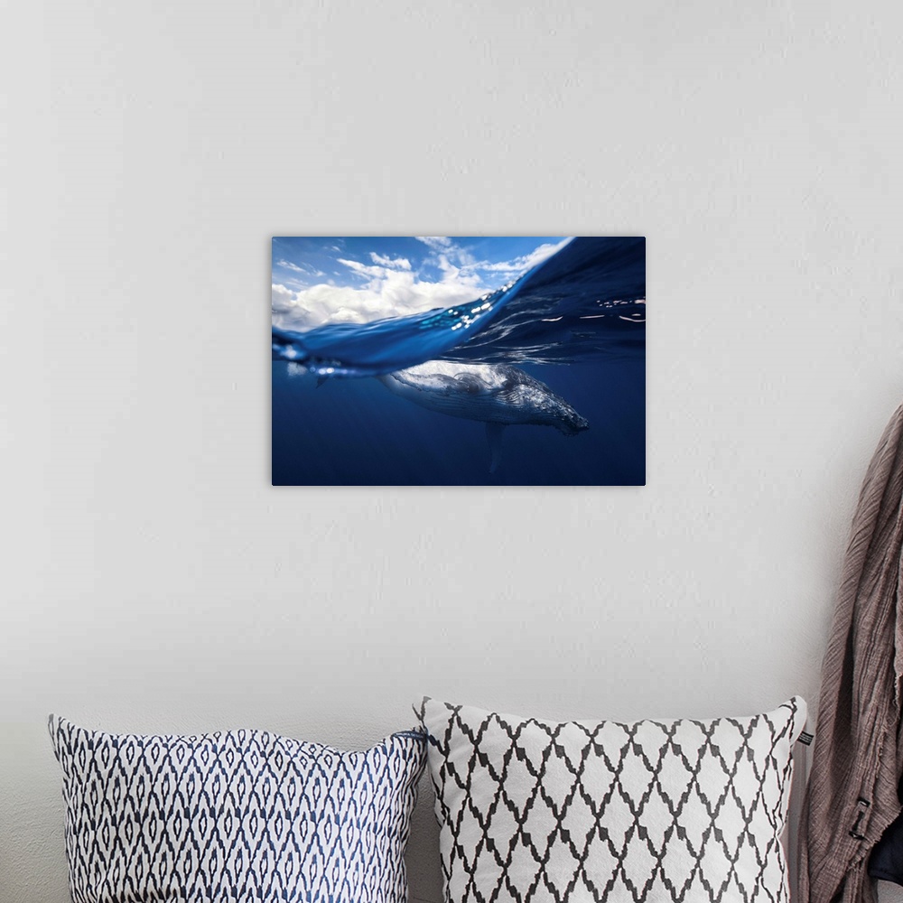 A bohemian room featuring A dynamic cross section shot of a humpback whale close to the surface of the ocean.