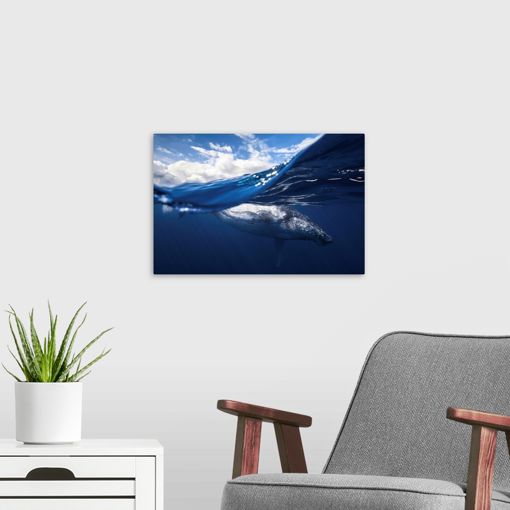 A modern room featuring A dynamic cross section shot of a humpback whale close to the surface of the ocean.