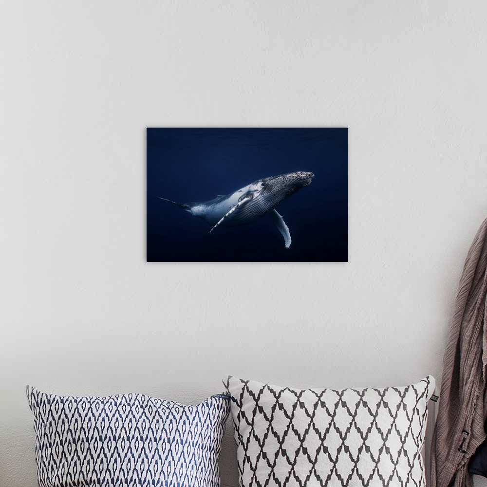 A bohemian room featuring Humpback Whale In Blue