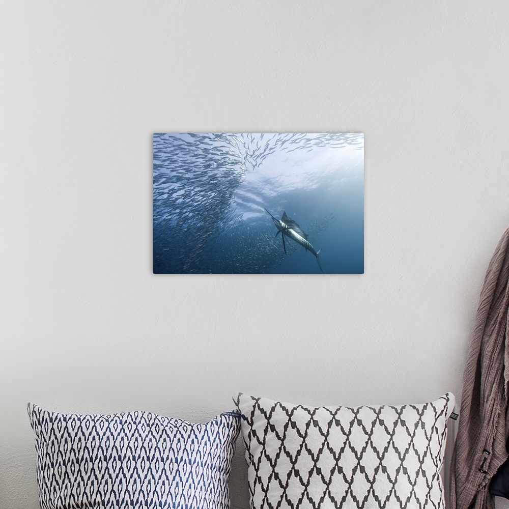 A bohemian room featuring Underwater shot of a sailfish swimming into a school of fish.