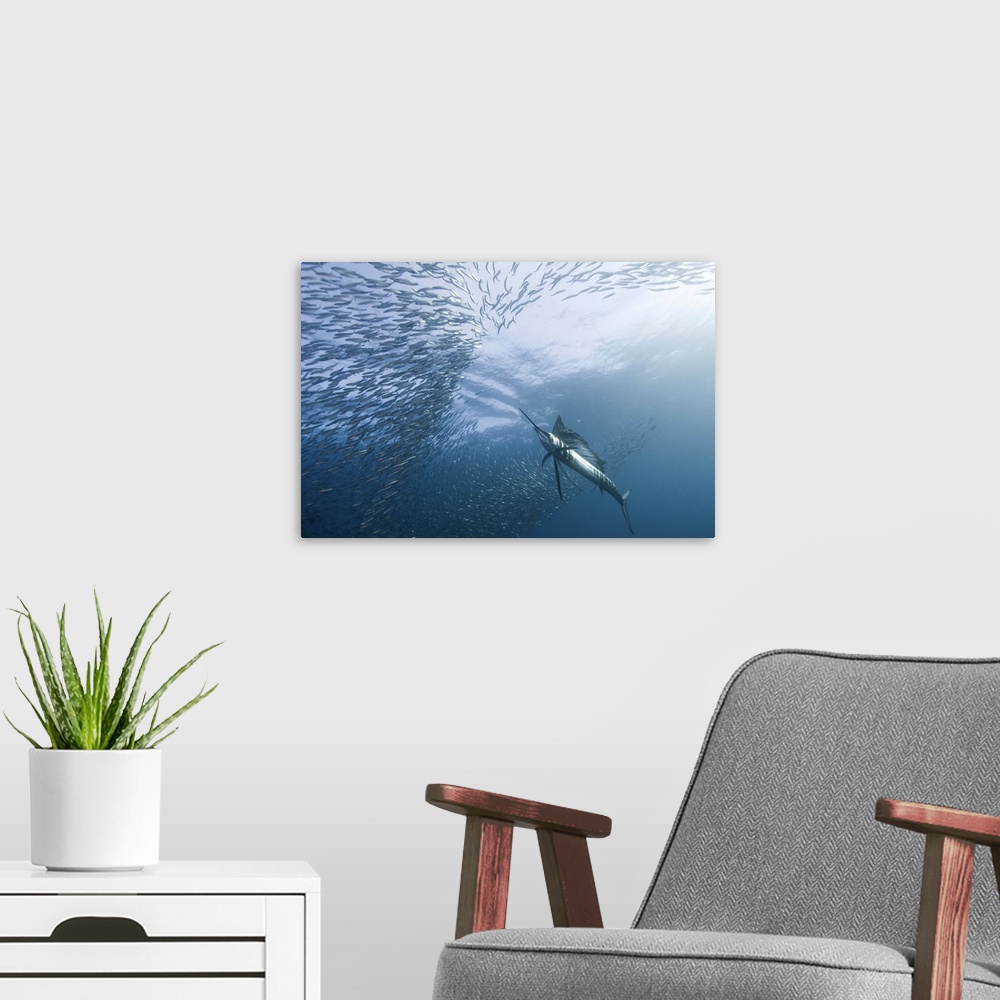 A modern room featuring Underwater shot of a sailfish swimming into a school of fish.