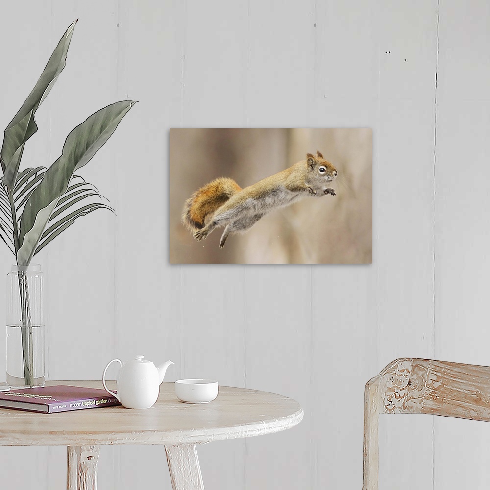 A farmhouse room featuring A squirrel takes a flying leap.