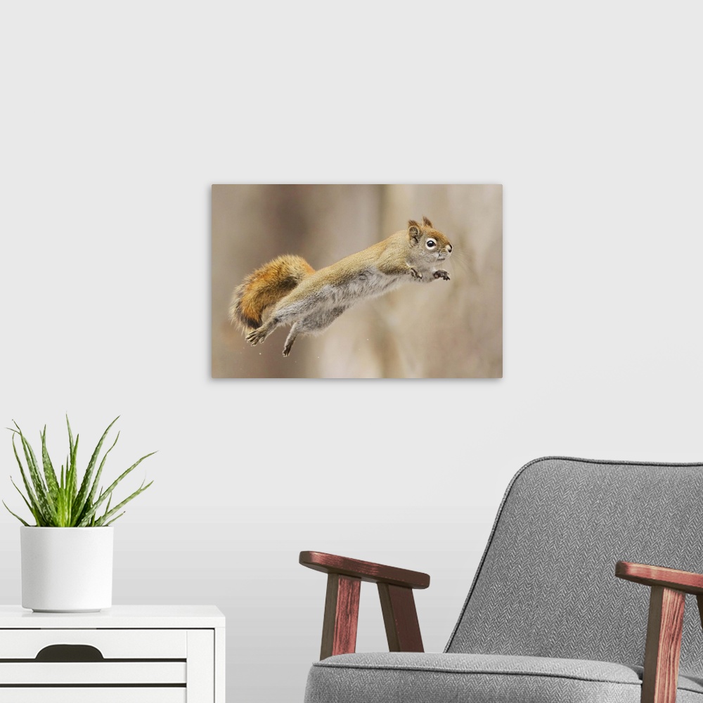A modern room featuring A squirrel takes a flying leap.