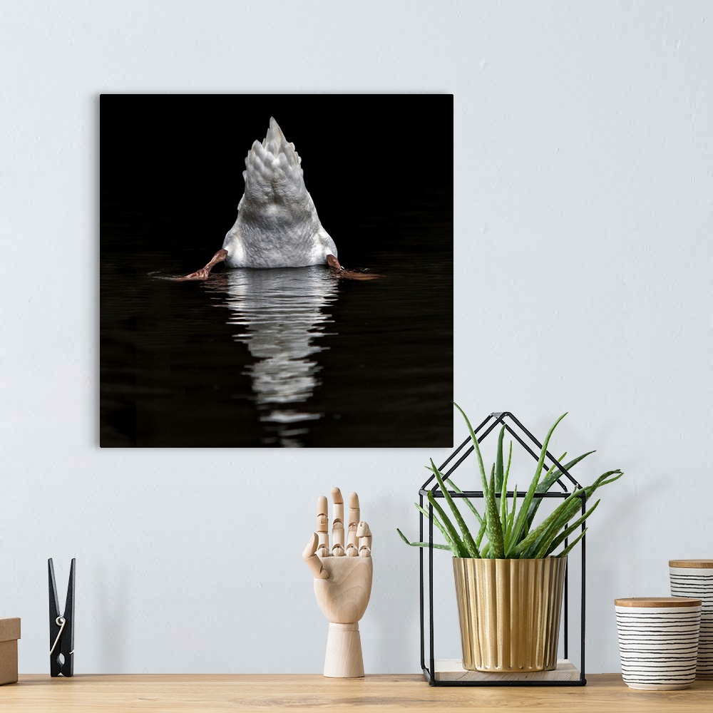 A bohemian room featuring Humorous image of the backside of a swan as it dips its head underwater.