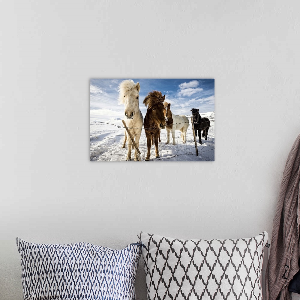 A bohemian room featuring A portrait of Icelandic horses behind a fence in winter.