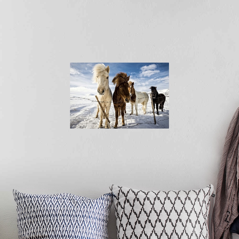 A bohemian room featuring A portrait of Icelandic horses behind a fence in winter.