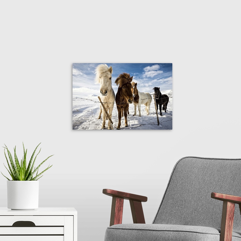 A modern room featuring A portrait of Icelandic horses behind a fence in winter.