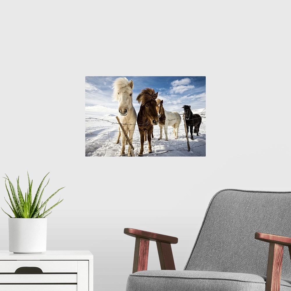 A modern room featuring A portrait of Icelandic horses behind a fence in winter.