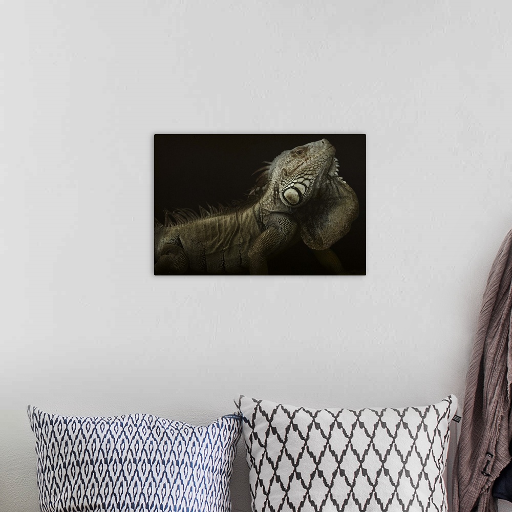 A bohemian room featuring Portrait of a large iguana on a black background.