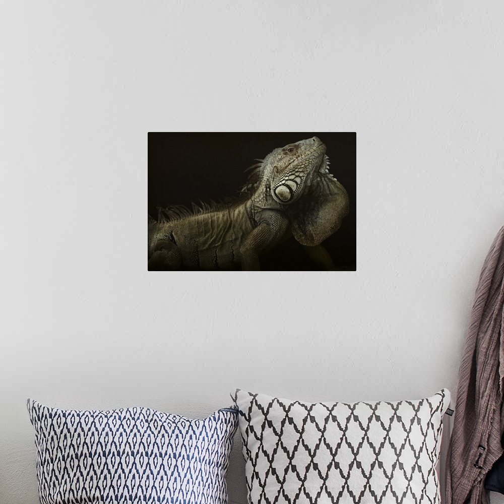A bohemian room featuring Portrait of a large iguana on a black background.