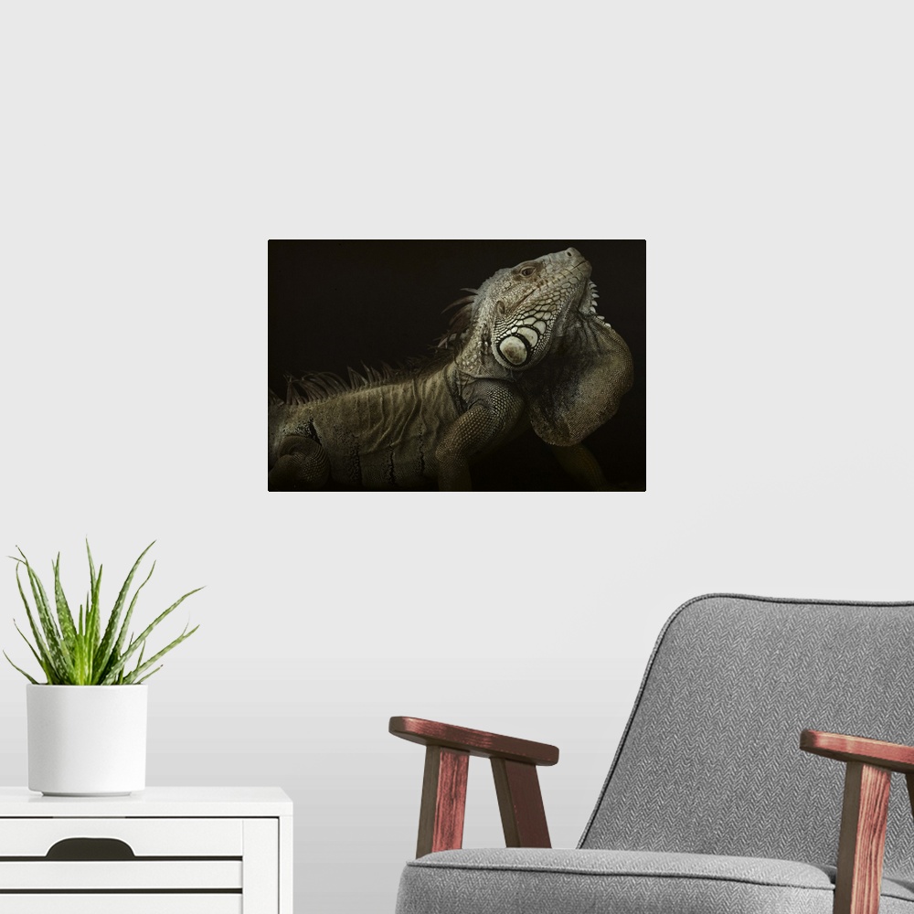 A modern room featuring Portrait of a large iguana on a black background.