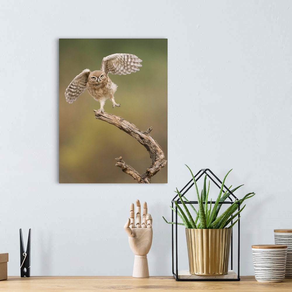 A bohemian room featuring Cute Burrowing Owl balancing on a branch with its wings outstretched.