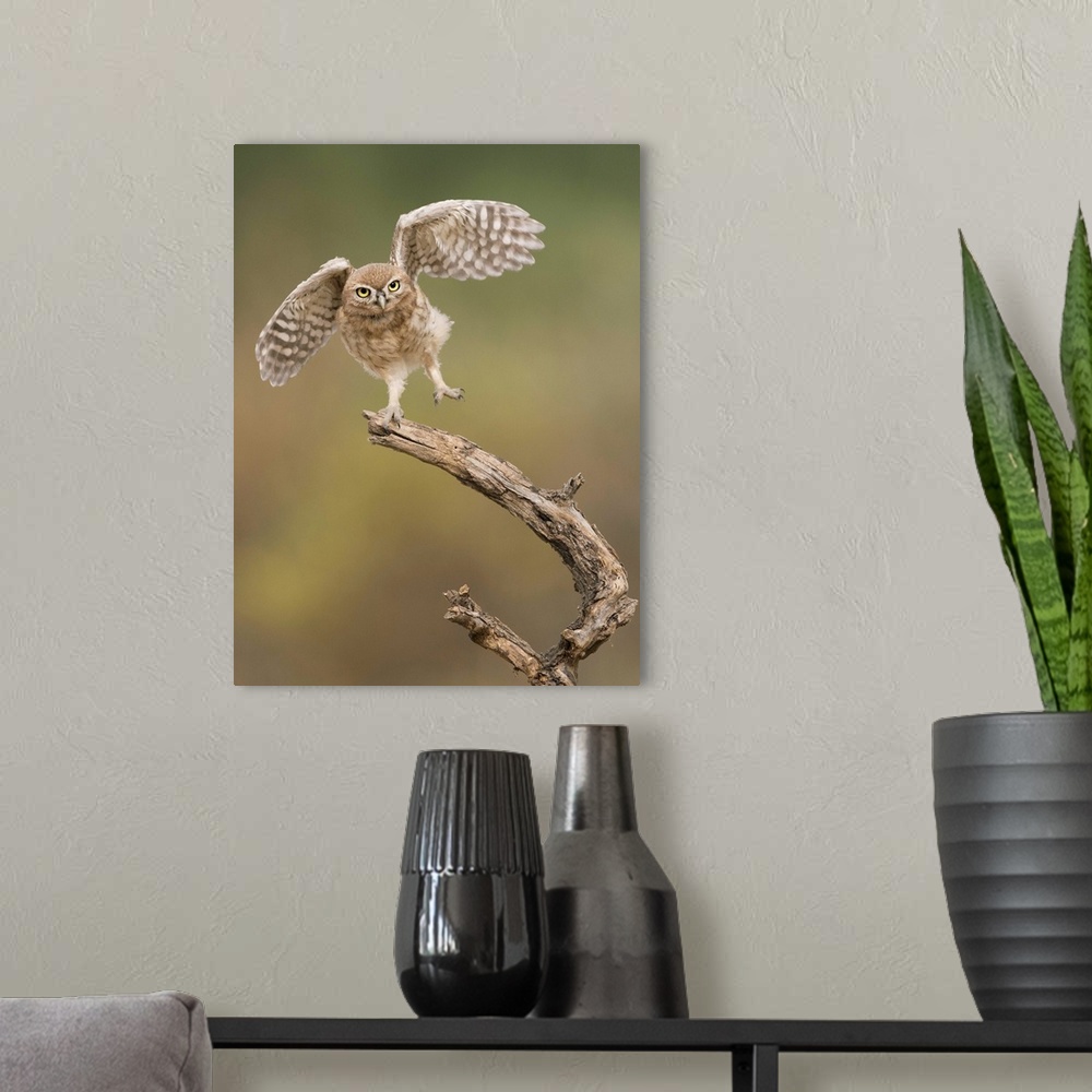 A modern room featuring Cute Burrowing Owl balancing on a branch with its wings outstretched.