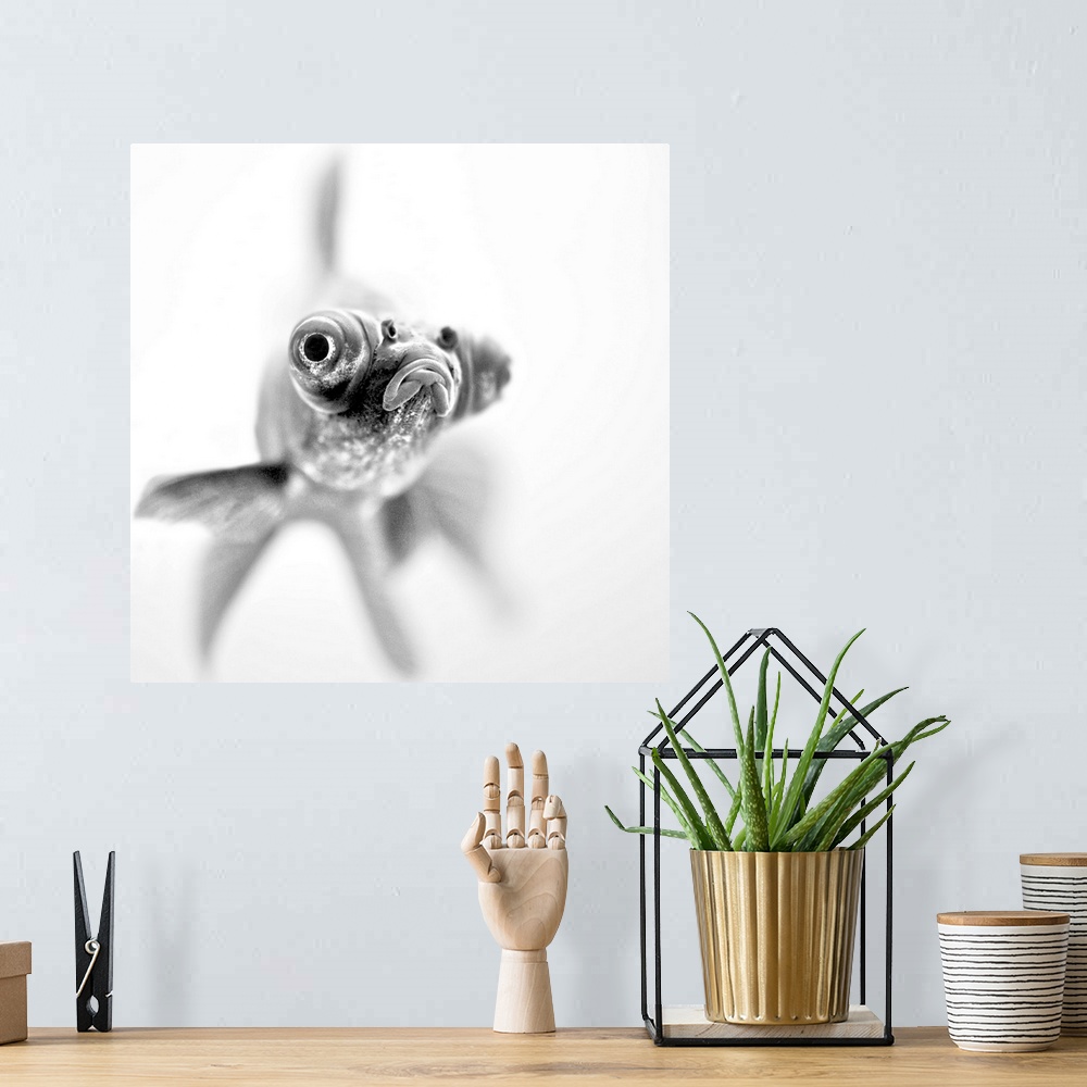A bohemian room featuring Black and white photograph of an extreme close-up of a popeyed goldfish.