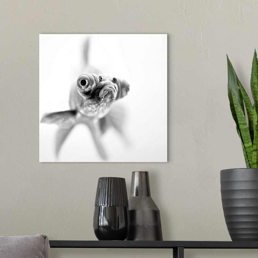 A modern room featuring Black and white photograph of an extreme close-up of a popeyed goldfish.