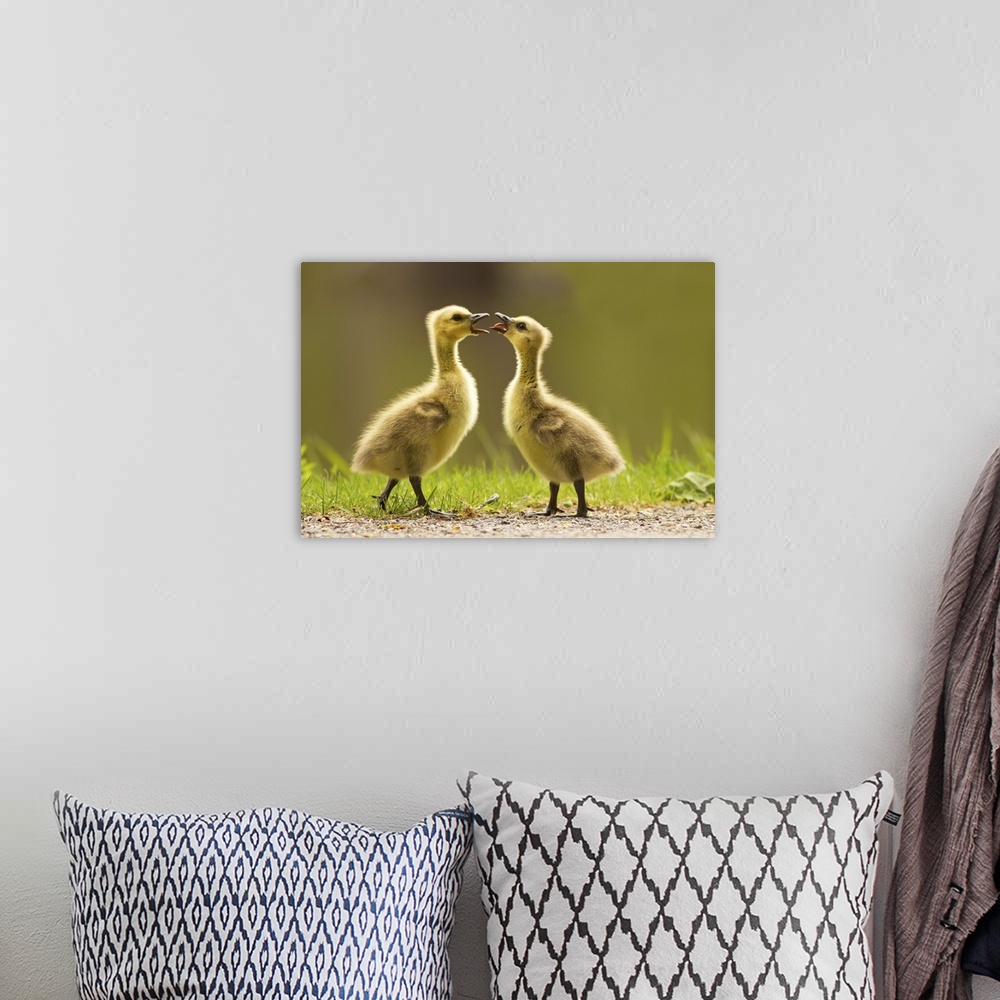 A bohemian room featuring Two Canada Goose goslings having an argument.