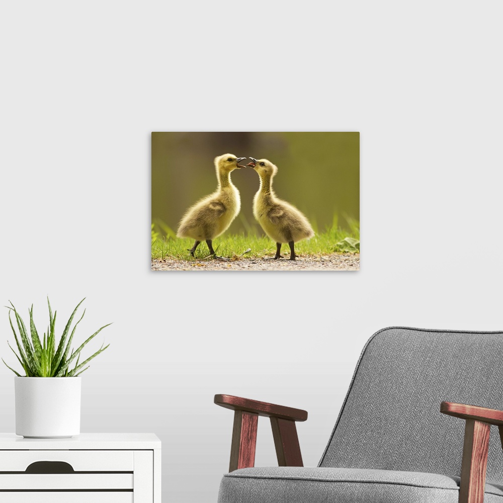 A modern room featuring Two Canada Goose goslings having an argument.