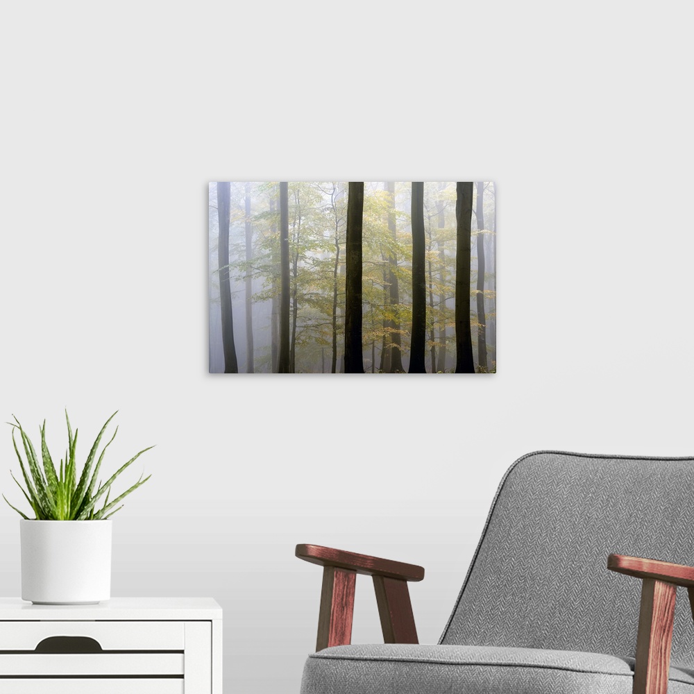A modern room featuring Tall trees in a misty forest in Denmark.