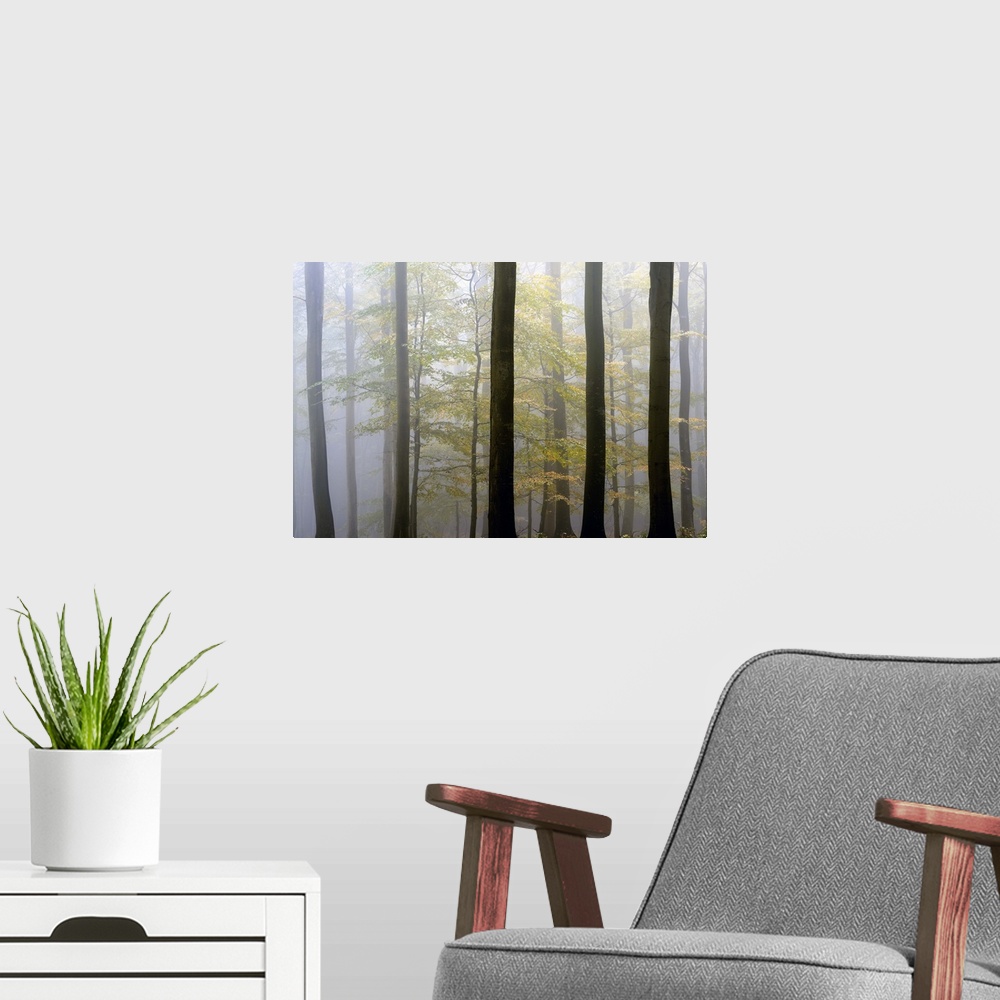 A modern room featuring Tall trees in a misty forest in Denmark.