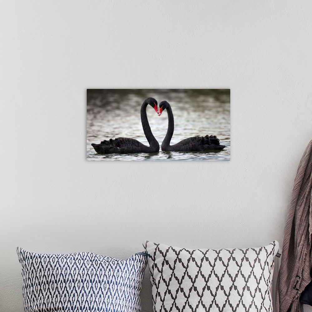 A bohemian room featuring A photograph of two black swans facing each other and making the shape of a heart with their necks.