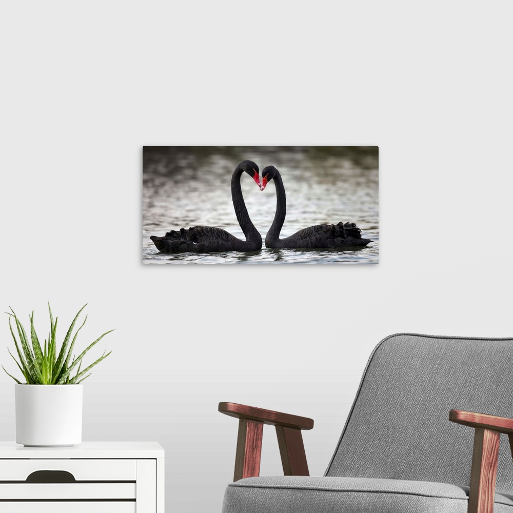 A modern room featuring A photograph of two black swans facing each other and making the shape of a heart with their necks.