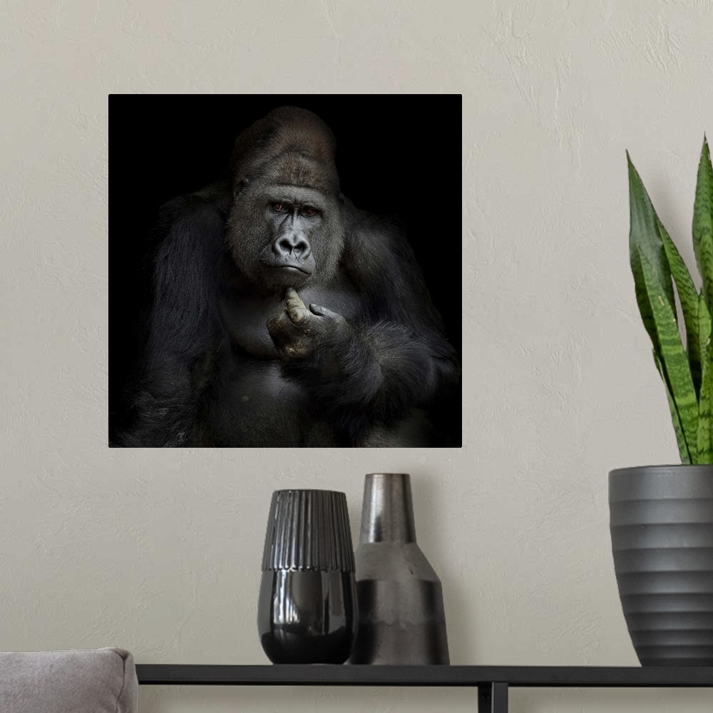 A modern room featuring Portrait of a gorilla giving a human-like expression.