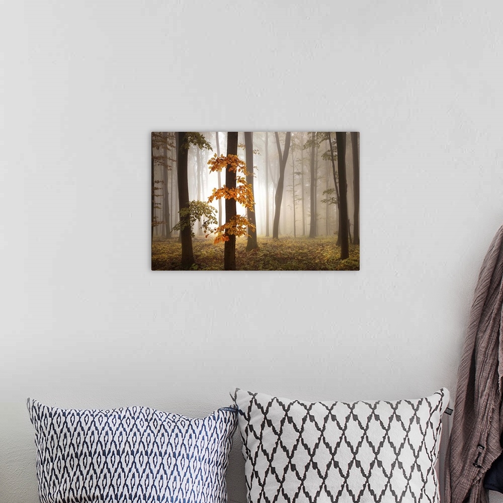 A bohemian room featuring Misty forest glowing with afternoon light, with vivid orange leaves.