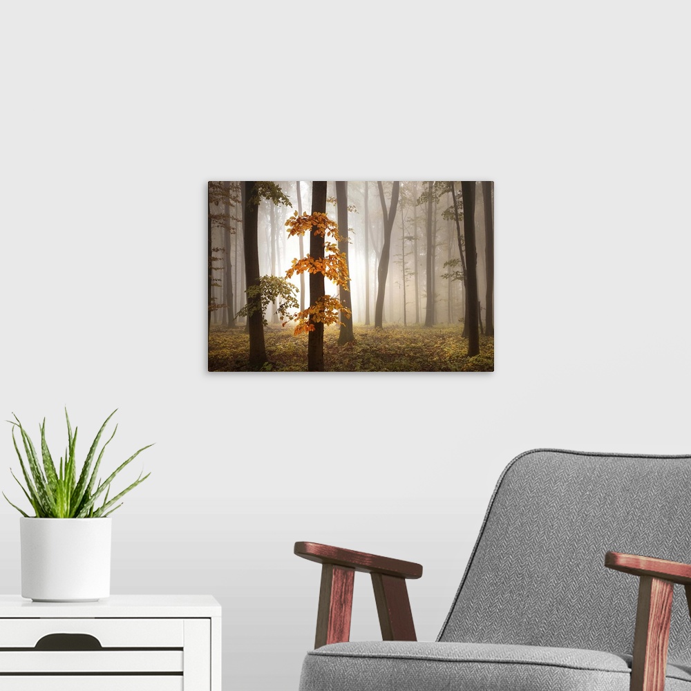 A modern room featuring Misty forest glowing with afternoon light, with vivid orange leaves.