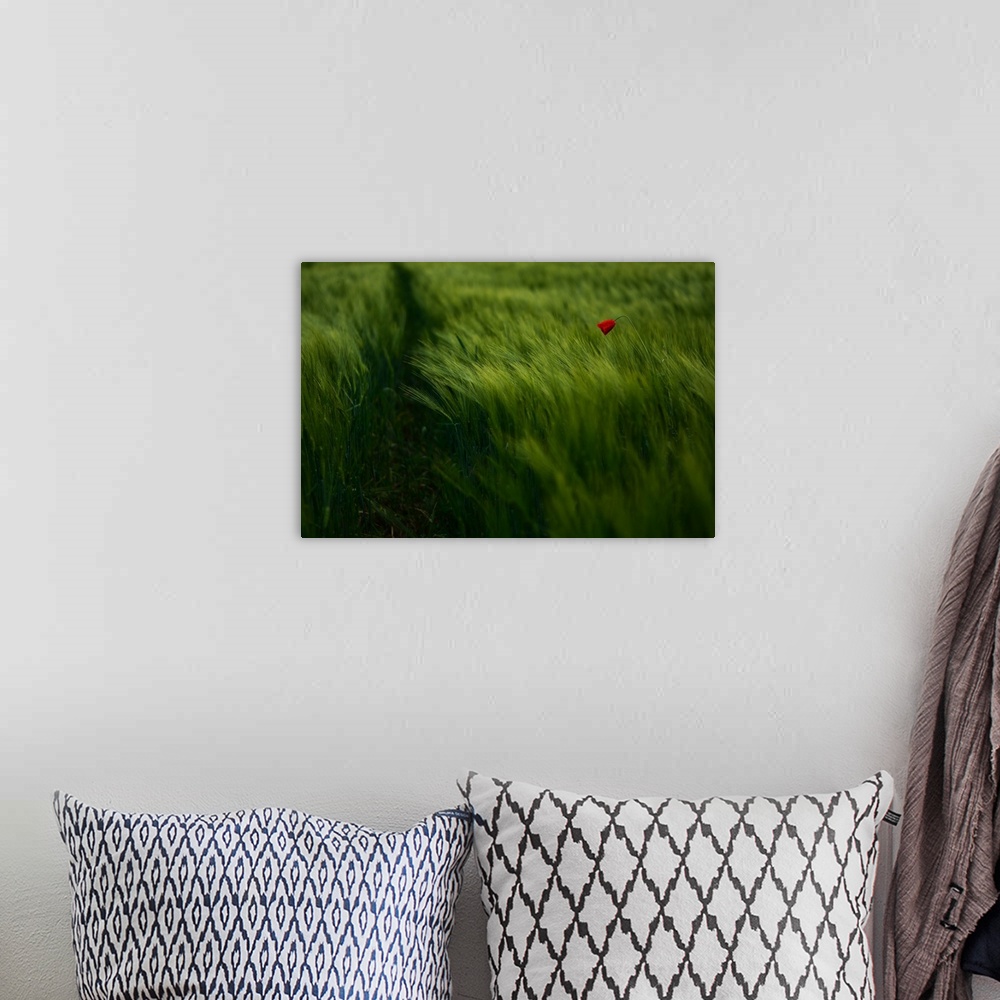 A bohemian room featuring A lone red flower stands in a field of tall vibrant green grass.