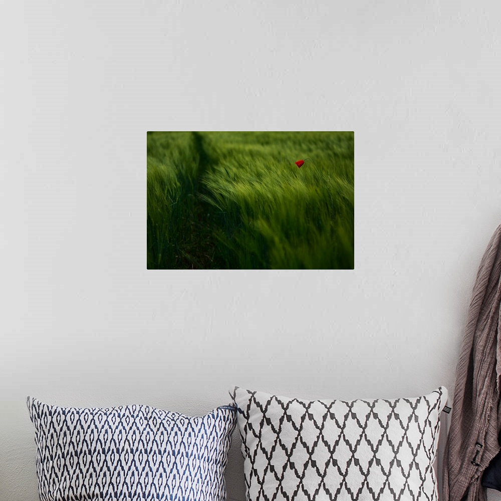 A bohemian room featuring A lone red flower stands in a field of tall vibrant green grass.
