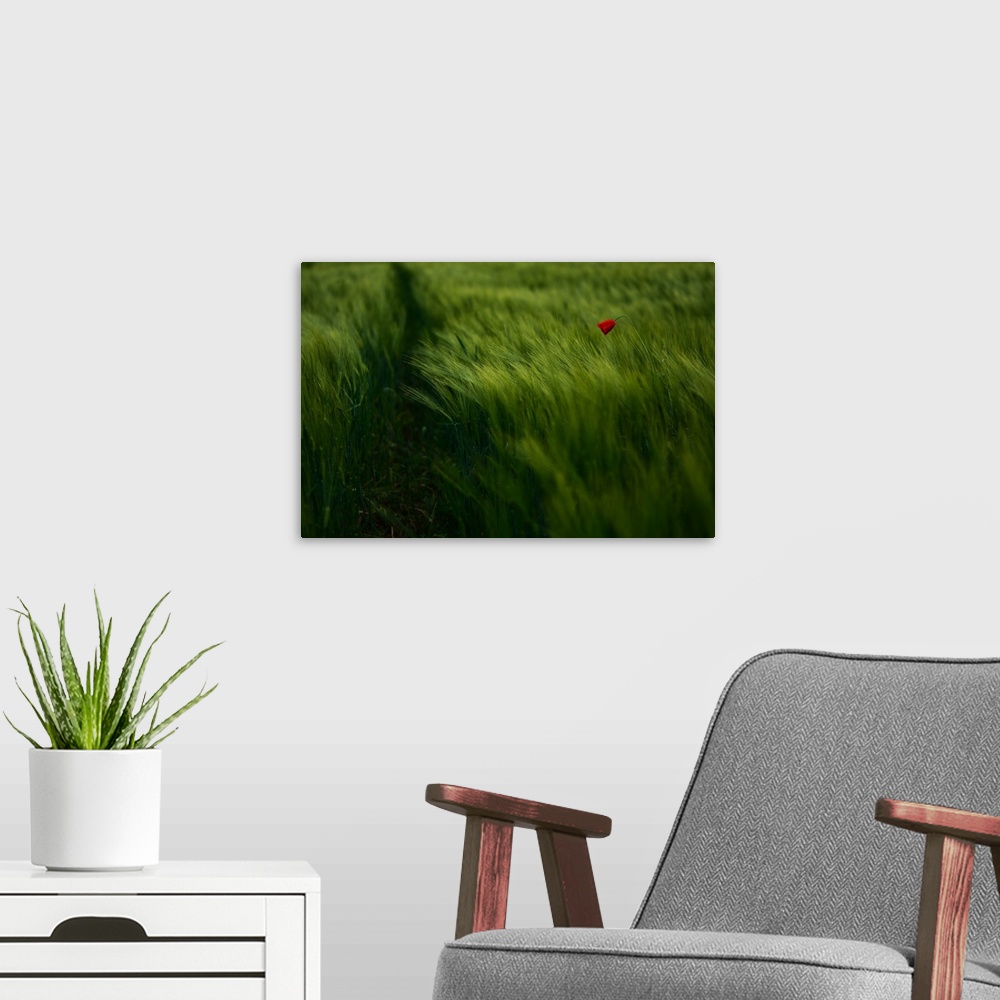 A modern room featuring A lone red flower stands in a field of tall vibrant green grass.