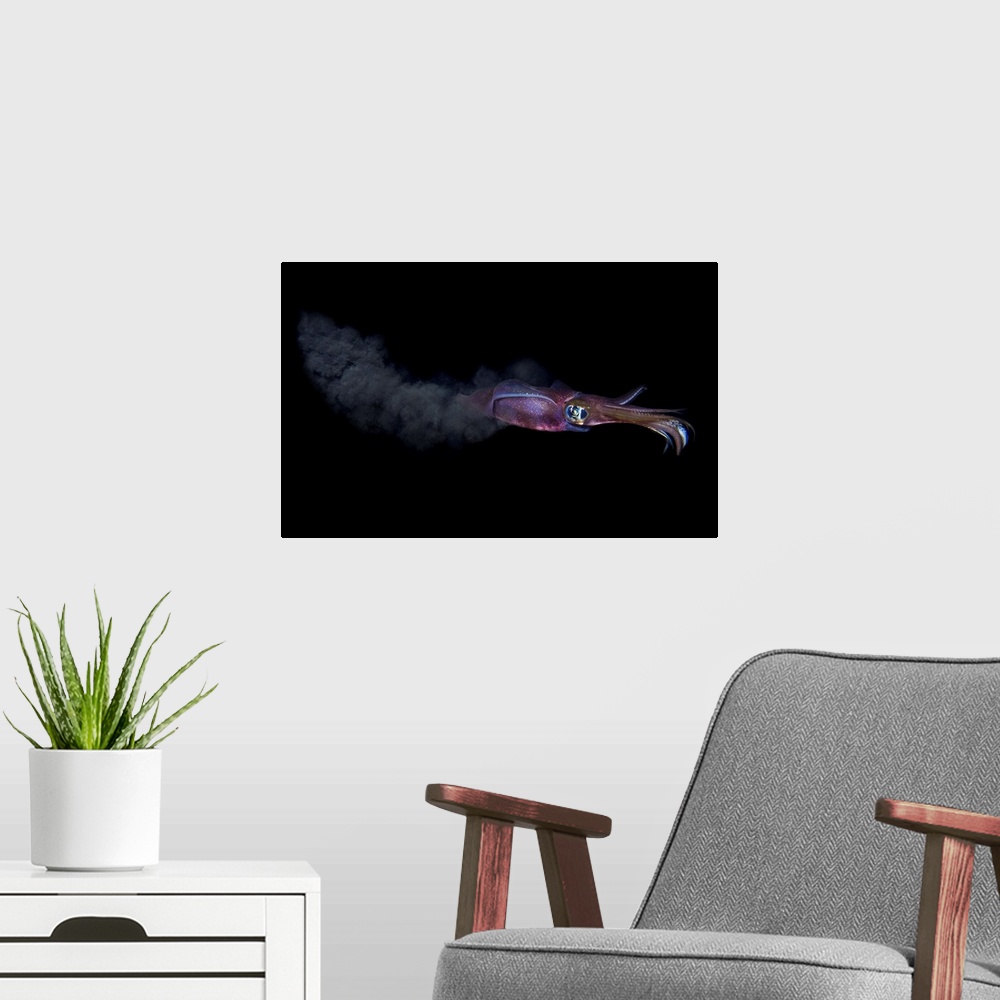 A modern room featuring A colorful cuttlefish releases a cloud of ink as it swims away from danger.
