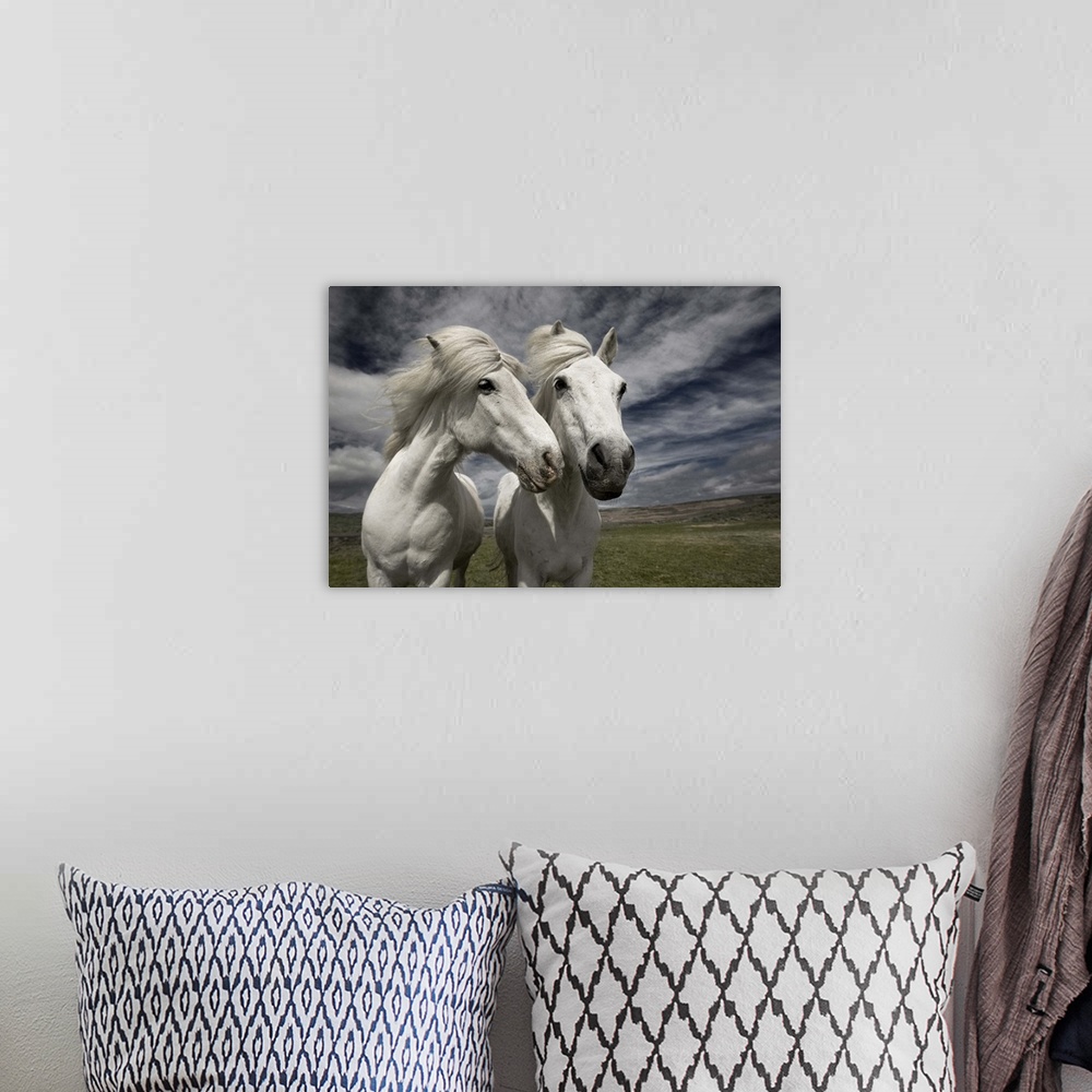 A bohemian room featuring Two white horses standing together in the Icelandic landscape.