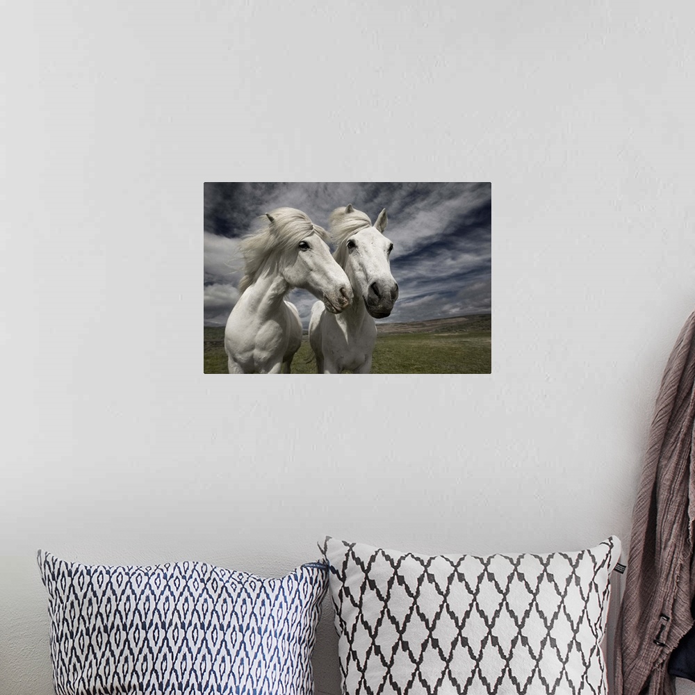 A bohemian room featuring Two white horses standing together in the Icelandic landscape.