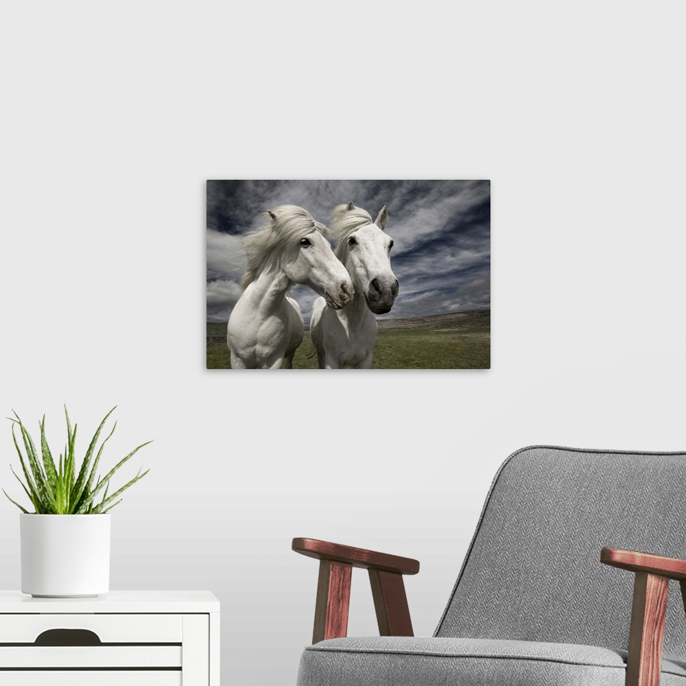 A modern room featuring Two white horses standing together in the Icelandic landscape.